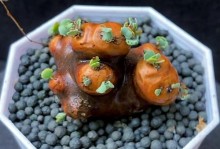 灿烂多肉怎么养长（多肉的养护技巧与误区）