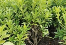 非洲茉莉黄的种植与养护方法（探秘非洲茉莉黄的美丽与独特性）