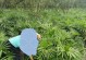 探秘棕竹小苗的生长之路（从种子到繁茂，棕竹小苗的成长奇迹）