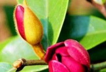 含笑花的花期及特点（含笑花的生长环境、花朵特点与颜色、花期及开花时间）