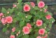 梅花夏天开花吗？——探究梅花的开花时间