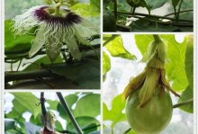 百香果的生长过程与开花结果（从种子到果实，看百香果的成长历程）