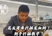 龙血树的繁殖与栽培技术（以扦插繁殖为主要方式，掌握栽培技巧，让龙血树生长茁壮）