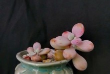以玉珠帘的繁殖技巧及方法（从选种到栽培，助你轻松繁殖以玉珠帘）