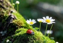 探秘花长青苔的奥秘（如何让花长青苔成为您的花园亮点）