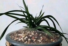 认识兰花的种类和特点（探索兰花世界，了解其不同种类和魅力）