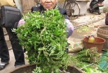 艾青——一种神奇的植物（探寻艾青的传奇）