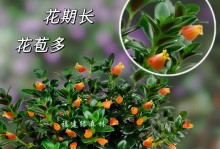 小叶兰花的养殖方法和注意事项（打造美丽的小叶兰花家园，从养殖方法开始）
