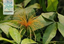 木棉花果实为何呈现绿色？（探秘木棉花果实绿色的原因及生态意义）