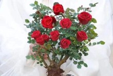 冬季玫瑰花养殖方法与注意事项（保护玫瑰花健康越冬的关键）