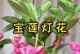 宝莲灯花叶子为何会变黑？（探究宝莲灯花叶子变黑的原因及其对植物生长的影响）