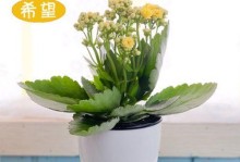 长寿花花期长短知多少？（探究长寿花开花时间及开花特点，了解如何正确维护）