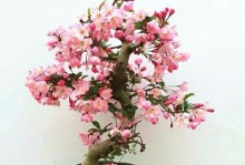 海棠花摘心打顶的时间与方法（技巧掌握，让你的海棠花更美丽）