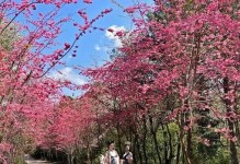 主题：碧玉的浇水时机及季节管理