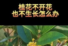 金桂不开花的原因及解决方法（金桂花开花不良、营养失衡、环境不适应等问题详解）