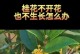 金桂不开花的原因及解决方法（金桂花开花不良、营养失衡、环境不适应等问题详解）