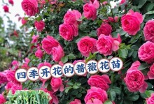 蔷薇之美（探索蔷薇的绽放之道）