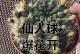 绯花玉的开花技巧和方法（培育绯花玉盛开的秘籍及养护要点）