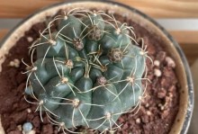 绯花玉的养殖与护理指南（绯花玉的种植技巧与常见问题解答）
