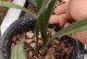 兰花颗粒肥的吸收与利用（探究兰花颗粒肥的有效吸收途径及利用效果）