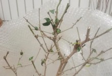 如何养护腊梅杆的秘诀（打造健康茁壮的腊梅杆，让花香四溢）