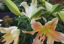 百合花喜水特点及适应环境（喜爱水分的百合花，适应环境可达广泛）