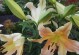 百合花喜水特点及适应环境（喜爱水分的百合花，适应环境可达广泛）