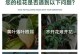 如何选用最适合桂花树的肥料？（肥料选择的关键与注意事项）