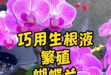 蝴蝶兰的繁殖方法详解（时间、技巧、图解，轻松掌握！）