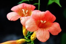 凌霄花叶子为何会变黄？（解析凌霄花叶子变黄的原因及应对方法）