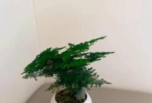 以文竹水培，创造独特室内绿色景观（一种简单美观的水培植物养殖方法）