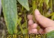 如何让凤仙花种子在短时间内发芽？（种植凤仙花的小技巧）