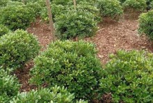 海桐是常绿植物还是落叶植物？（探究海桐的生态习性与特征）