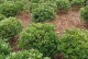海桐是常绿植物还是落叶植物？（探究海桐的生态习性与特征）