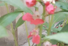 探秘令人心醉的凤仙花（欣赏凤仙花的盛世容颜）