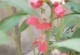探秘令人心醉的凤仙花（欣赏凤仙花的盛世容颜）