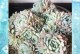 解决多肉植物日照不足的方法及技巧（怎样为多肉植物提供足够的日照）