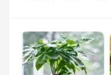 发财树的成长之道（揭秘发财树的繁衍技巧与护理秘籍）