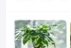 发财树的成长之道（揭秘发财树的繁衍技巧与护理秘籍）