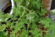 扶桑虫害防治方法（保护植物生长，打击扶桑虫害）