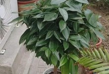 平安树的换土换盆方法与时间（健康生长的关键）