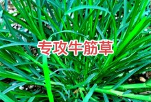 牛筋草是水生植物吗？解析其生长环境与特征（水中的牛筋草是如何存活的？它在水下有什么独特表现？）