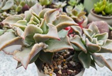 多肉植物初回家如何养护（多肉植物养护技巧与注意事项）