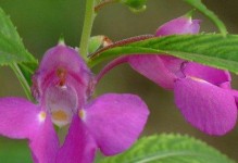 全面指南｜如何养护蛇花草（从选购到照料，轻松打造繁茂蛇花草）