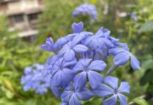 玫瑰花的生长温度（了解玫瑰花的温度要求，让你的花园更美丽）