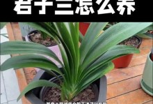 探秘如何栽培君子兰苗（从苗期到成长，关键步骤不可忽视）