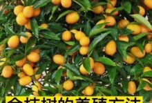 金桔树盆栽的冬季养护方法（室内温度控制是关键）