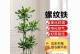 螺纹铁的养护技巧（打造耐用螺纹铁，提升维修效率）