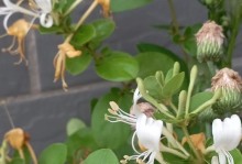 金银花水养攻略（从选购到养护，让你的金银花健康生长）