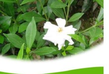 如何培养小叶栀子花成为壮大的树木（关键步骤和技巧助你成功养殖小叶栀子花）